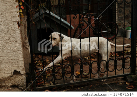 A white dog stands behind a black iron gate near its wooden doghouse. The scene shows domestic life and home protection A white dog stands behind a black iron gate near its wooden doghouse. The scene shows domestic life and home protection 134071514
