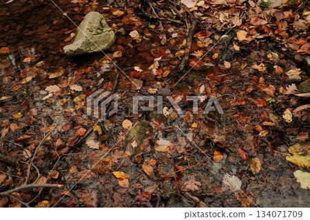 A small river in the forest of Fruska Gora covered with bright autumn leaves and reflections of surrounding trees. The scene captures seasonal transition and quiet natural detail A small river in the forest of Fruska Gora covered with bright autumn leaves and reflections of surrounding trees. The scene captures seasonal transition and quiet natural detail 134071709