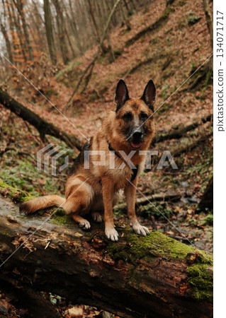 German Shepherd dog sits confidently on a fallen mossy tree inside a deep forest ravine. The mood reflects strength, loyalty and exploration. Hiking with pet concept 134071717