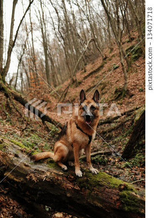 German Shepherd dog sits confidently on a fallen mossy tree inside a deep forest ravine. The mood reflects strength, loyalty and exploration. Hiking with pet concept German Shepherd dog sits confidently on a fallen mossy tree inside a deep forest ravine. The mood reflects strength, loyalty and exploration. Hiking with pet concept 134071718