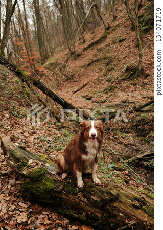 Brown Australian Shepherd sits on a mossy fallen tree in an autumn ravine. The image expresses curiosity, loyalty and outdoor freedom. Hiking with pet concept Brown Australian Shepherd sits on a mossy fallen tree in an autumn ravine. The image expresses curiosity, loyalty and outdoor freedom. Hiking with pet concept 134071719