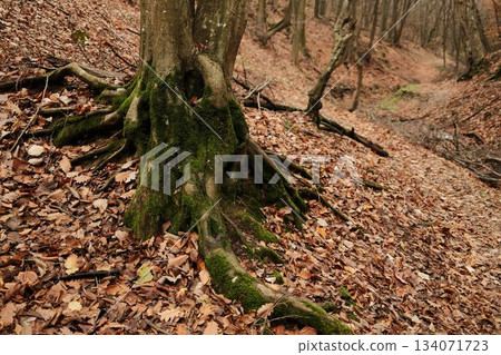 Large tree roots covered with green moss surrounded by fallen autumn leaves in Fruska Gora National Park. The scene highlights organic texture, growth, and earthy natural calm Large tree roots covered with green moss surrounded by fallen autumn leaves in Fruska Gora National Park. The scene highlights organic texture, growth, and earthy natural calm 134071723