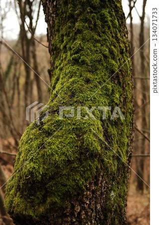 A close-up of vivid green moss covering a tree trunk in the forests of Fruska Gora National Park, Serbia. Rich texture and earthy tones highlight natural growth A close-up of vivid green moss covering a tree trunk in the forests of Fruska Gora National Park, Serbia. Rich texture and earthy tones highlight natural growth 134071733