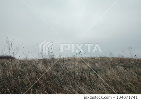 A white abstract monument rises above dry grass under a cloudy sky in Fruska Gora National Park, Serbia. The distant minimal composition highlights history and open landscape A white abstract monument rises above dry grass under a cloudy sky in Fruska Gora National Park, Serbia. The distant minimal composition highlights history and open landscape 134071741