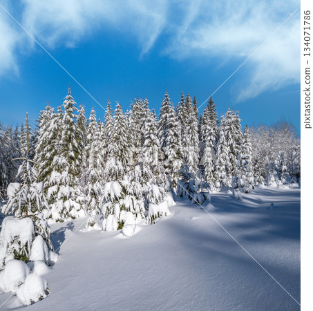 Alpine mountain snowy winter fir forest with snowdrifts Alpine mountain snowy winter fir forest with snowdrifts 134071786