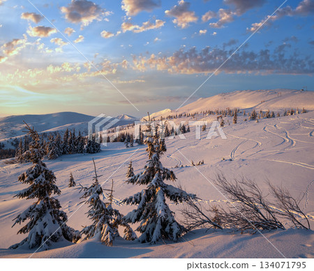 Alpine resort ski slopes and lifts. Pre sunrise morning Svydovets mountain ridge and snow-covered fir trees view, Dragobrat, Ukraine Carpathians. 134071795