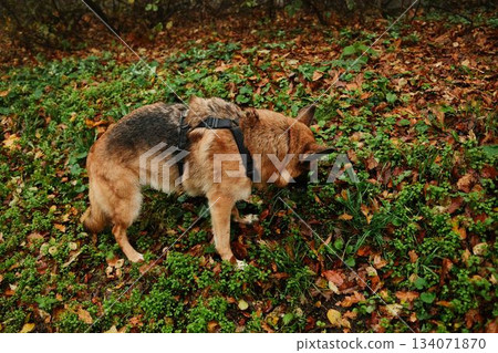 German Shepherd dog in harness sniffing and eating grass and fallen leaves in quiet autumn forest German Shepherd dog in harness sniffing and eating grass and fallen leaves in quiet autumn forest 134071870
