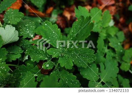 Close-up of fresh green leaves covered with raindrops in forest. Natural freshness and vibrant texture after autumn rain Close-up of fresh green leaves covered with raindrops in forest. Natural freshness and vibrant texture after autumn rain 134072133