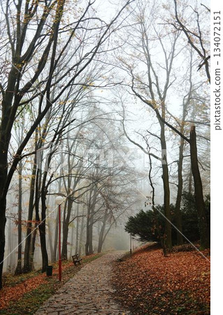 Stone path covered with autumn leaves leads through foggy woods, filled with peaceful morning stillness Stone path covered with autumn leaves leads through foggy woods, filled with peaceful morning stillness 134072151
