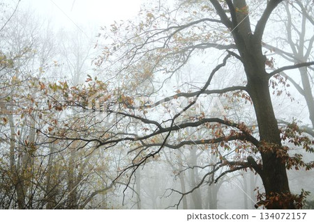 Bare autumn branches stretch across the fog, creating a poetic and mysterious forest atmosphere 134072157