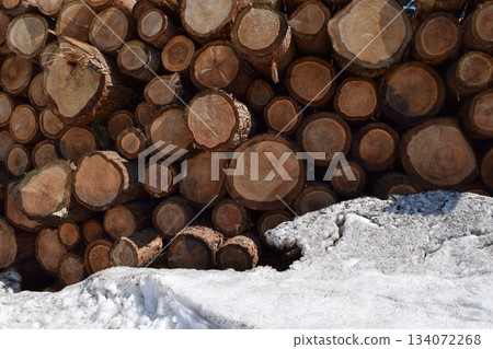 杉木原木降雪被剪掉 杉木原木降雪被剪掉 134072268