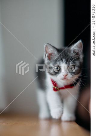 一隻小貓 134072316