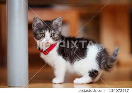 一隻小貓 134072317