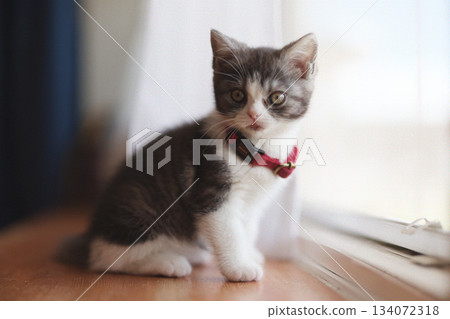 一隻小貓 134072318