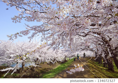 Cherry blossoms at Goryokaku Park Cherry blossoms at Goryokaku Park 134072327