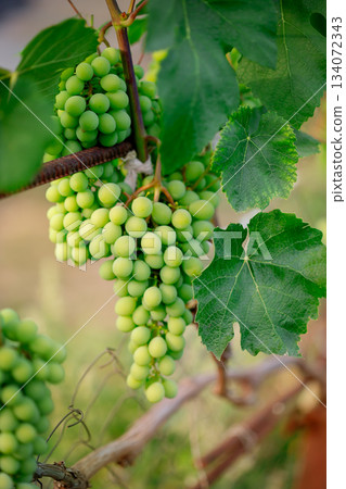 Close-up of fresh green grapes hanging on the vine, surrounded by lush leaves, symbolizing agriculture, harvest, natural food production. Close-up of fresh green grapes hanging on the vine, surrounded by lush leaves, symbolizing agriculture, harvest, natural food production. 134072343