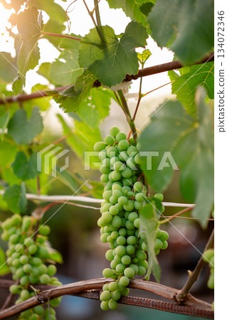 Close-Up of Green Grapes on Vine. Close-up of vibrant green grapes hanging on vine lush leaves Close-Up of Green Grapes on Vine. Close-up of vibrant green grapes hanging on vine lush leaves 134072346