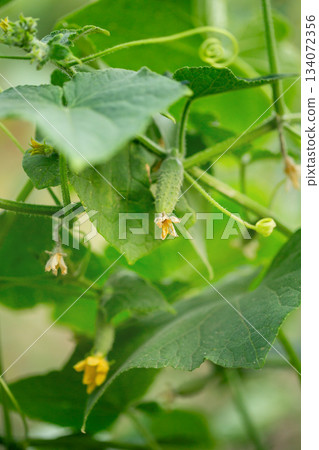 A tiny cucumber forming at the base of a yellow flower on a vine, captured in macro detail with a soft green natural background. A tiny cucumber forming at the base of a yellow flower on a vine, captured in macro detail with a soft green natural background. 134072356