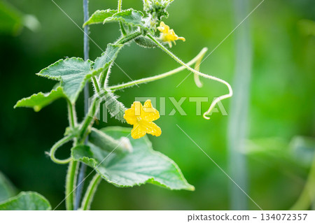 A tiny cucumber forming at the base of a yellow flower on a vine, captured in macro detail with a soft green natural background. A tiny cucumber forming at the base of a yellow flower on a vine, captured in macro detail with a soft green natural background. 134072357