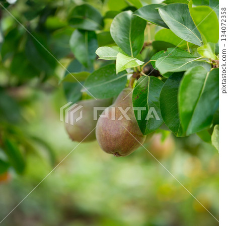 Two ripe pears hang from a tree branch surrounded by fresh green leaves Two ripe pears hang from a tree branch surrounded by fresh green leaves 134072358