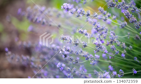 Lavender Flowers Blooming in Summer Field. Soft purple lavender flowers Lavender Flowers Blooming in Summer Field. Soft purple lavender flowers 134072359
