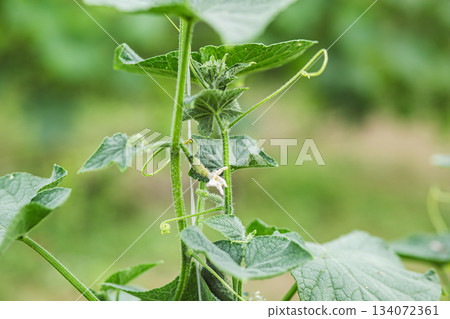 A tiny cucumber forming at the base of a yellow flower on a vine, captured in macro A tiny cucumber forming at the base of a yellow flower on a vine, captured in macro 134072361
