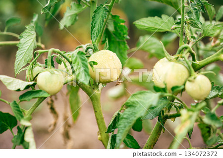 Unripe Tomatoes Growing on Plant. Close-up of green unripe tomatoes growing in clusters Unripe Tomatoes Growing on Plant. Close-up of green unripe tomatoes growing in clusters 134072372