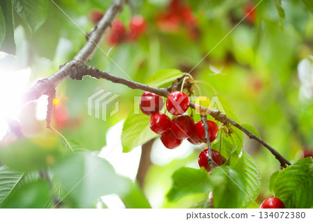 Fresh bunch ripe red cherries hanging on branch with green leaves background. Summer fruit harvest natural garden environment. Fresh bunch ripe red cherries hanging on branch with green leaves background. Summer fruit harvest natural garden environment. 134072380