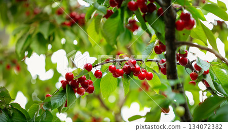 Fresh bunch ripe red cherries hanging on branch with green leaves background. Summer fruit harvest natural garden environment. Fresh bunch ripe red cherries hanging on branch with green leaves background. Summer fruit harvest natural garden environment. 134072382