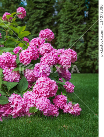Pink Hydrangeas Blooming in a Backyard Garden. Beautiful cluster of blooming pink Pink Hydrangeas Blooming in a Backyard Garden. Beautiful cluster of blooming pink 134072386
