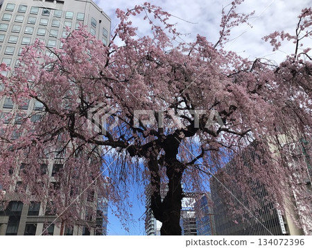 櫻花盛開的春天景色 櫻花盛開的春天景色 134072396