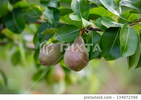 Two ripe pears hang from a tree branch surrounded by fresh green leaves, representing organic fruit harvest in summer orchard. Two ripe pears hang from a tree branch surrounded by fresh green leaves, representing organic fruit harvest in summer orchard. 134072398