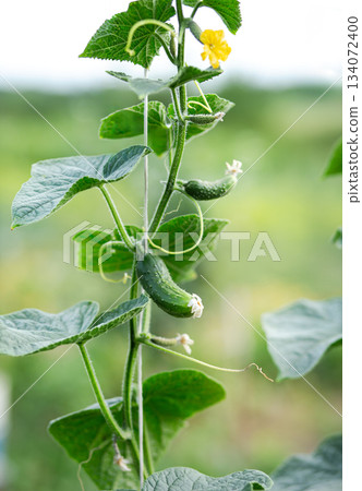 A young cucumber covered in dew grows on a healthy green vine, symbolizing freshness, organic farming, and natural vegetable growth. A young cucumber covered in dew grows on a healthy green vine, symbolizing freshness, organic farming, and natural vegetable growth. 134072400
