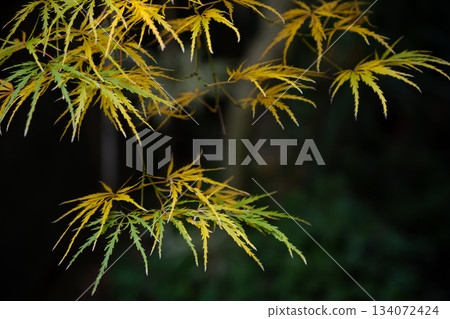Delicate autumn leaves swaying in an autumn garden 134072424