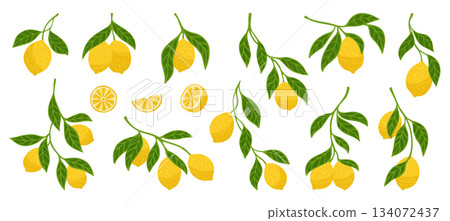 Lemons textured set branches with leaves bright collection juicy citrus abstract hand drawn vector Lemons textured set branches with leaves bright collection juicy citrus abstract hand drawn vector 134072437