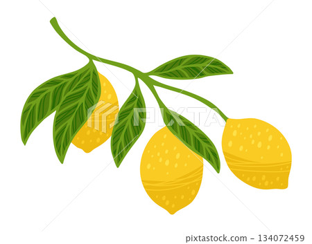 Lemon tree branch textured vector illustration citrus twig leafage leaves flowers hand drawn design Lemon tree branch textured vector illustration citrus twig leafage leaves flowers hand drawn design 134072459
