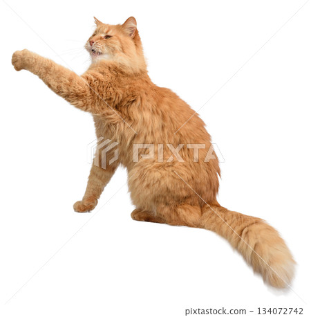 Fluffy red longhaired cat sitting in profile with front paw raised up in motion or play Fluffy red longhaired cat sitting in profile with front paw raised up in motion or play 134072742