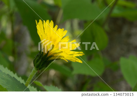 Ezotanpopo Ezotanpopo 134073015