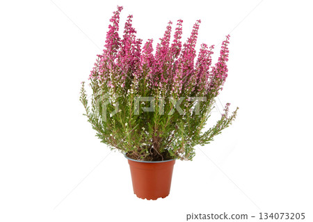 Potted heather plant with pink blooms isolated on white background 134073205
