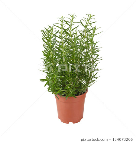 Fresh rosemary plant in pot isolated on white background 134073206