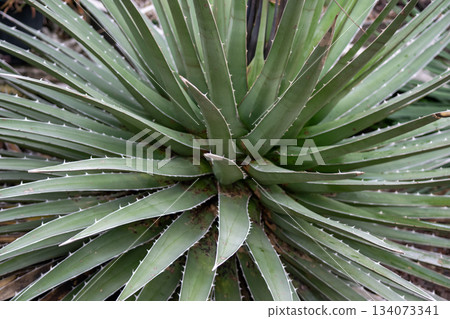 Thin, sharp leaves of Agave arisonica Thin, sharp leaves of Agave arisonica 134073341