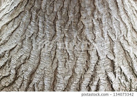 Texture of the bark of a beech tree 134073342