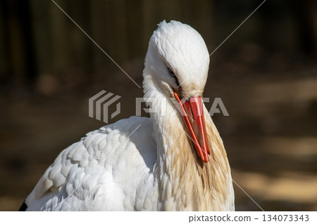 White stork, a member of the stork family White stork, a member of the stork family 134073343