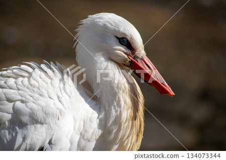 白鸛,鸛科鳥類 白鸛,鸛科鳥類 134073344