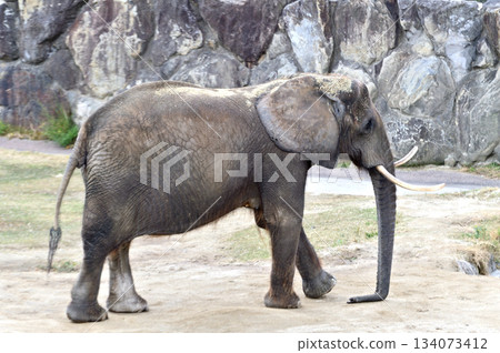 Walking African elephant 134073412