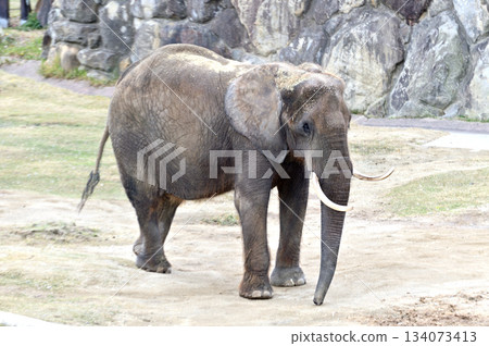 Walking African elephant Walking African elephant 134073413