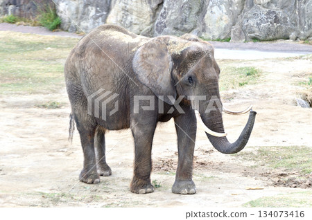 Walking African elephant Walking African elephant 134073416