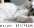 Close up of cat fur 134073420