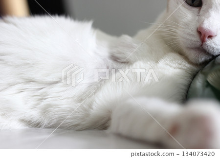 Close up of cat fur 134073420