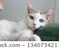 The cat lay on the floor in living room 134073421